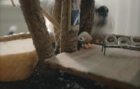 Marcel the Shell with Shoes On (2021) 1080p BluRay H265 ITA ENG AC3 5.1 Sub Eng <span style=color:#39a8bb>- iDN_CreW</span>