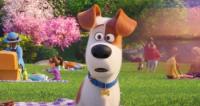 The Secret Life Of Pets 2 (2019) [WEBRip] [720p] <span style=color:#39a8bb>[YTS]</span>